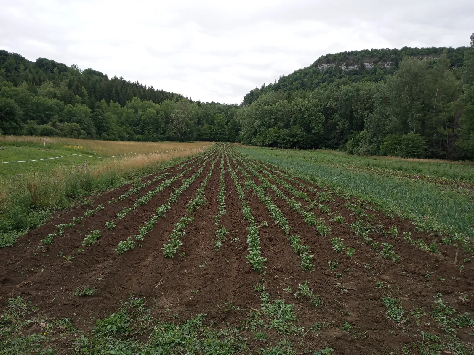 Champ de pommes de terre, juin 2022