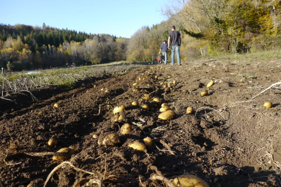Pommes de terre tout juste sorties de terre, posées sur le sillon ; au fond, deux personnes avec un seau
