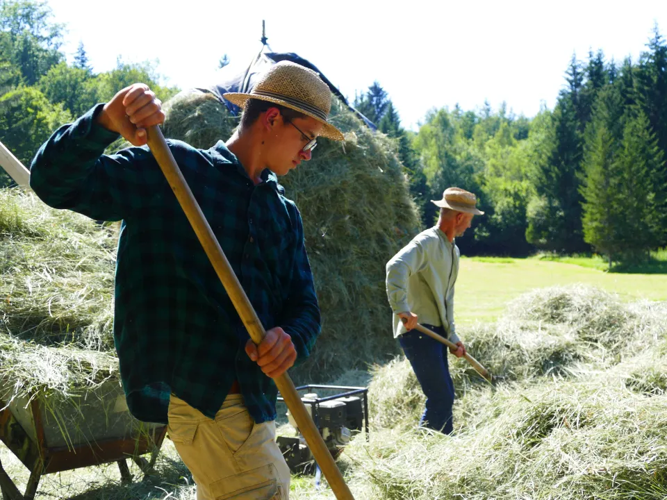 Montage d’une meule de foin pour l’hiver des Galloway, juillet 2022